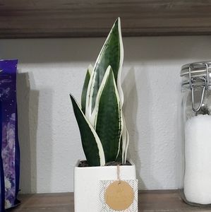 Faux Snake Plant